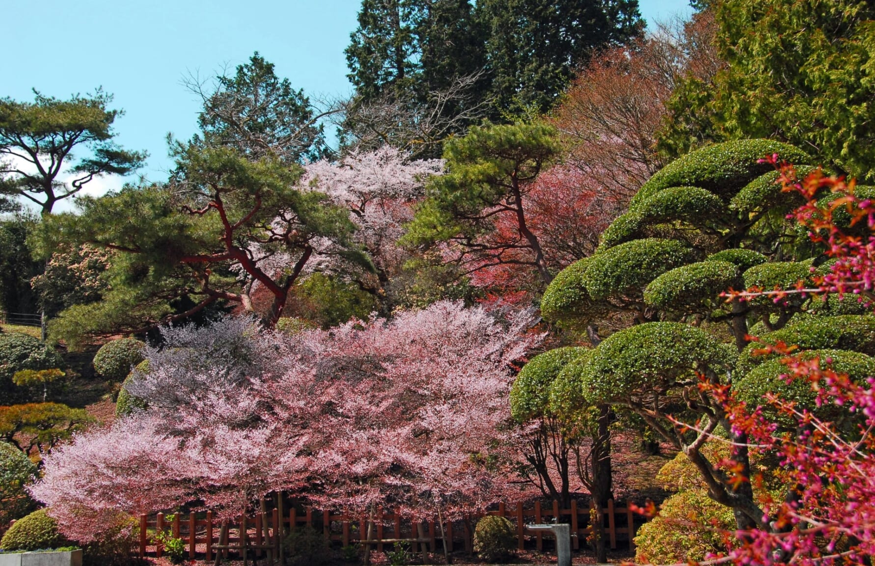 Sakura in Onshi-Hakone Park