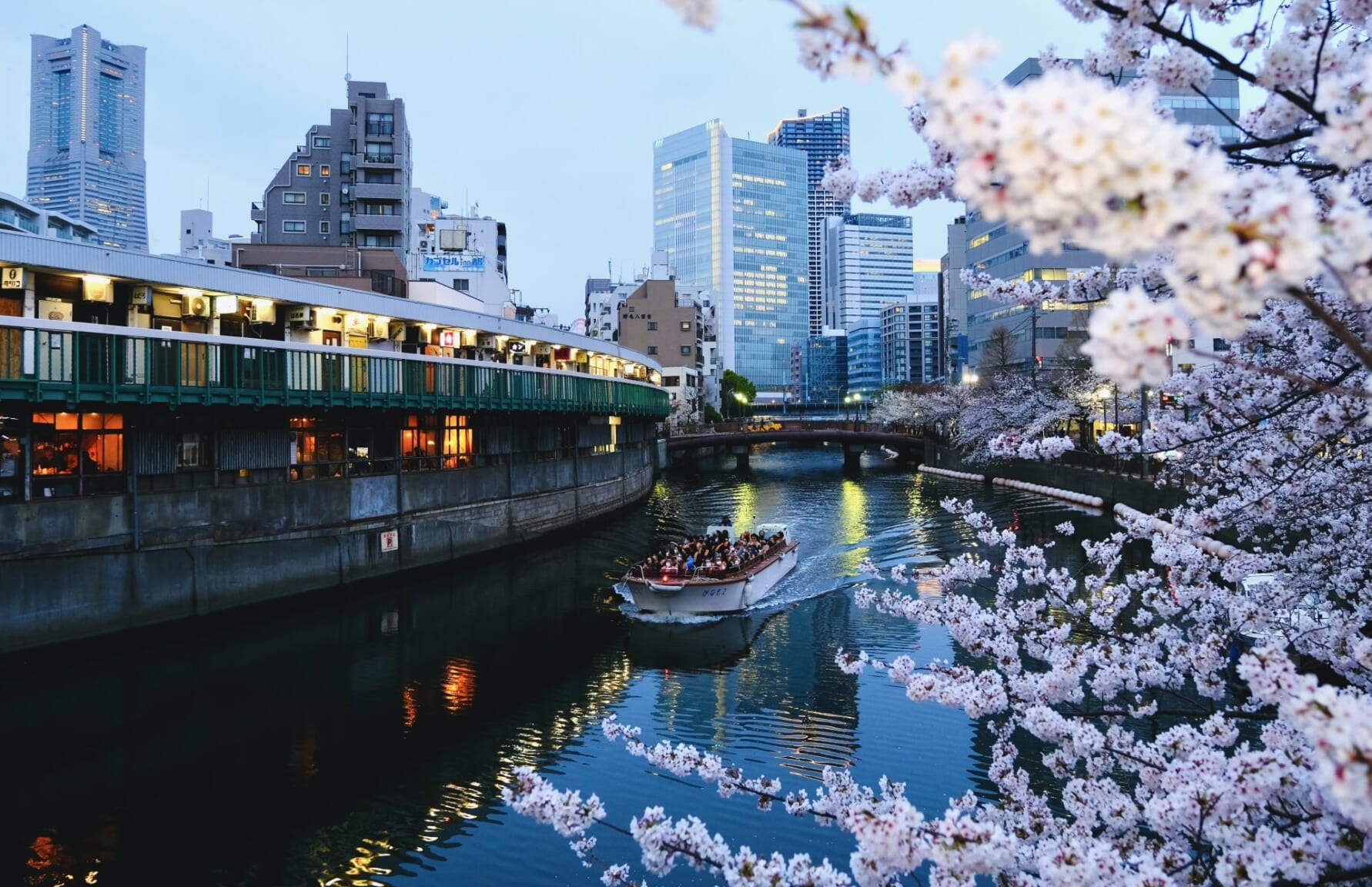 Sakura in Ooka River