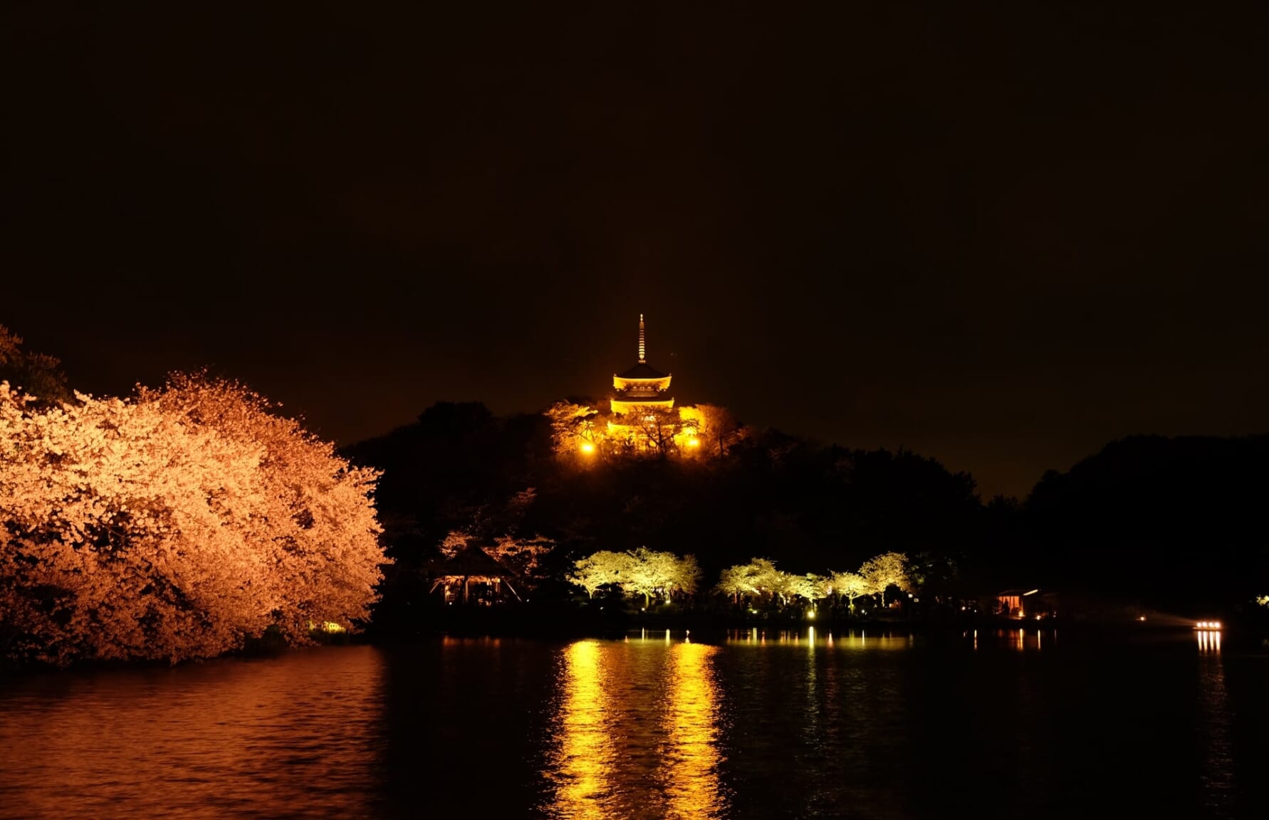 Sakura at night in Sankeien Garden