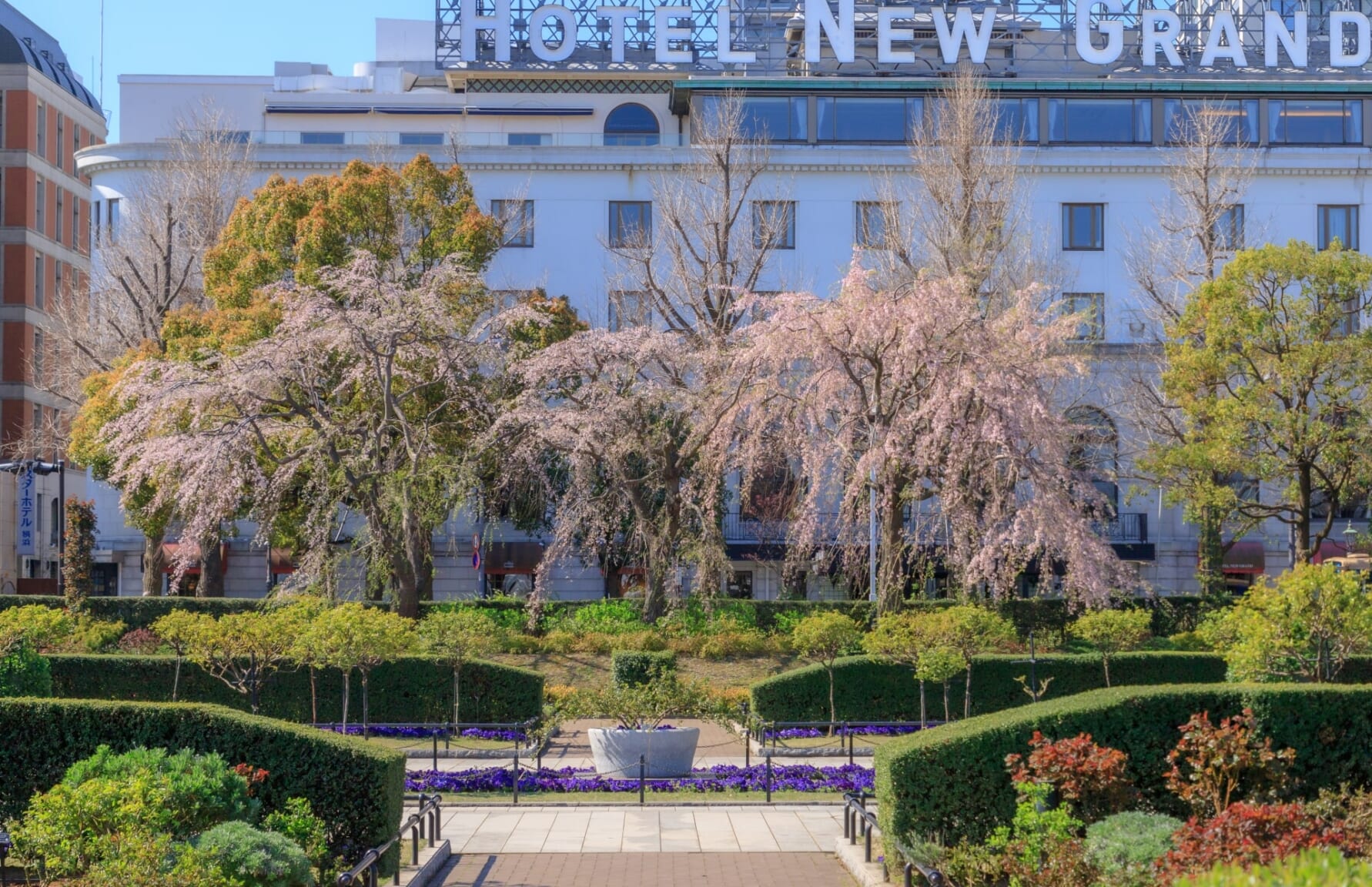 Sakura in Yamashita Park