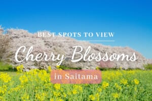 10 Best Spots to View Cherry Blossoms in Saitama