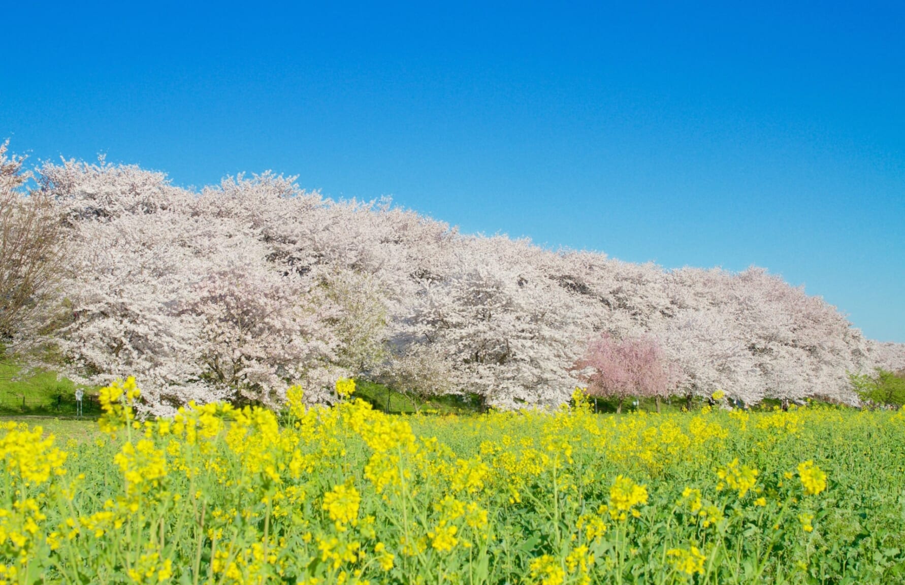 Sakura in Sakura in Gogendo Park