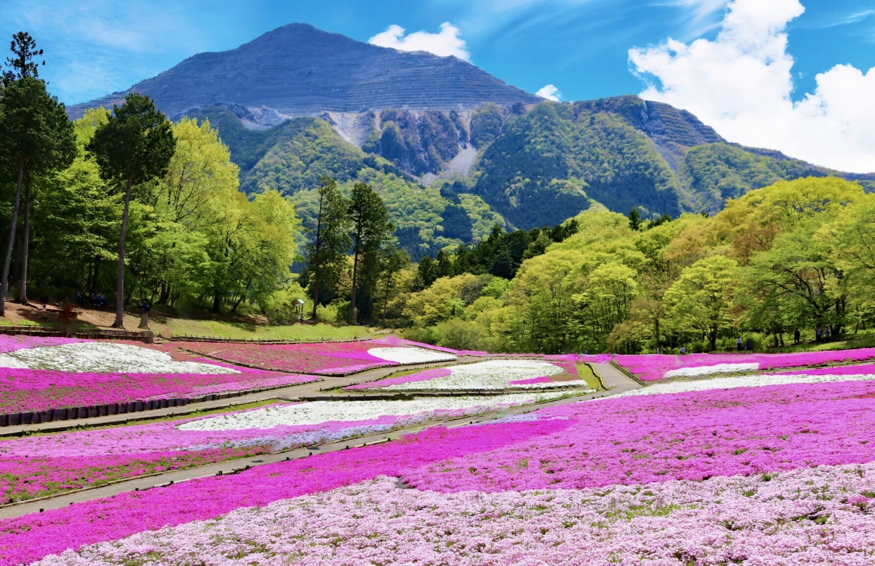 Shibazakura fields at Hitsujiyama Park