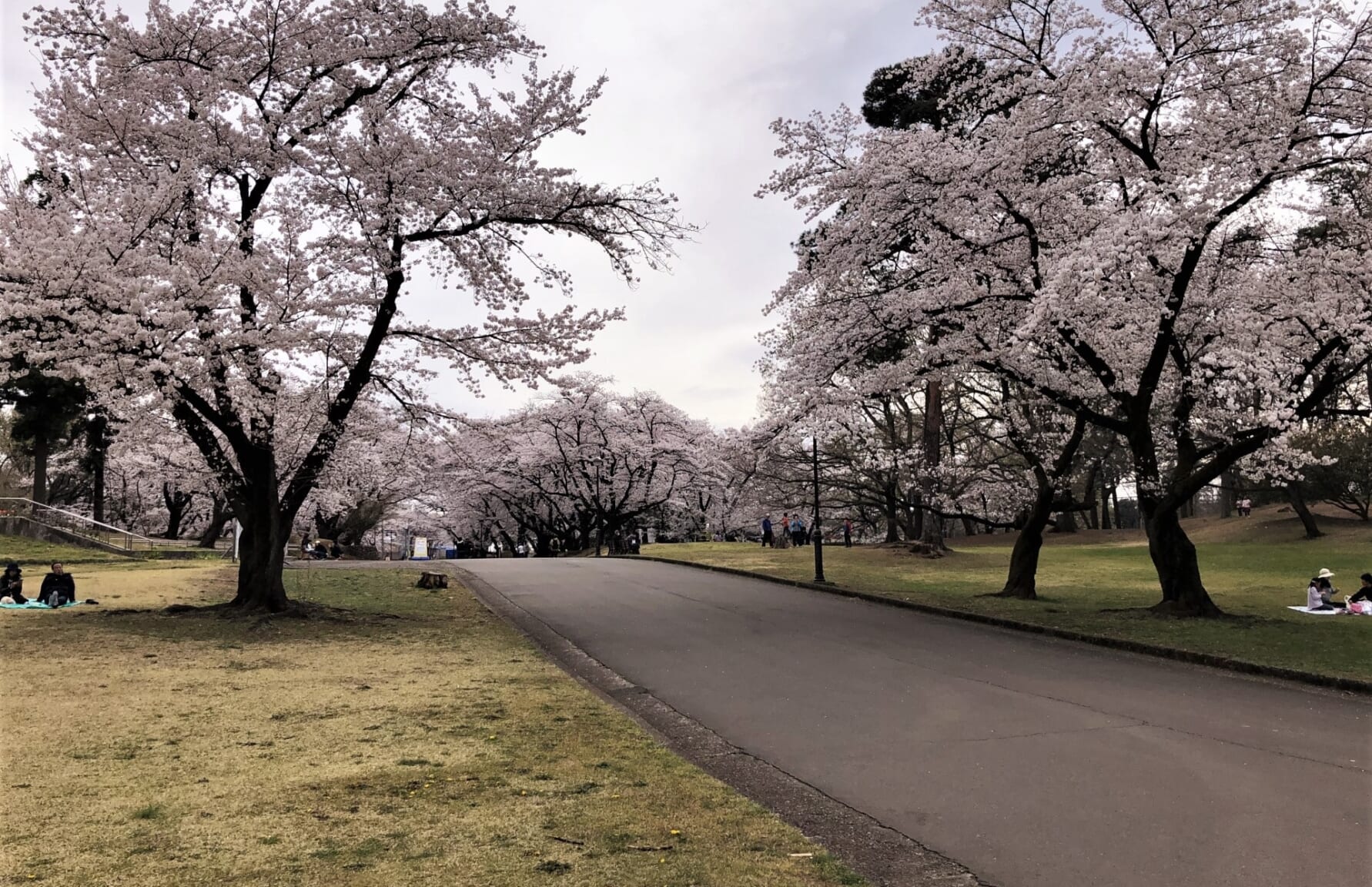 Sakura in Sayama Inariyama Park