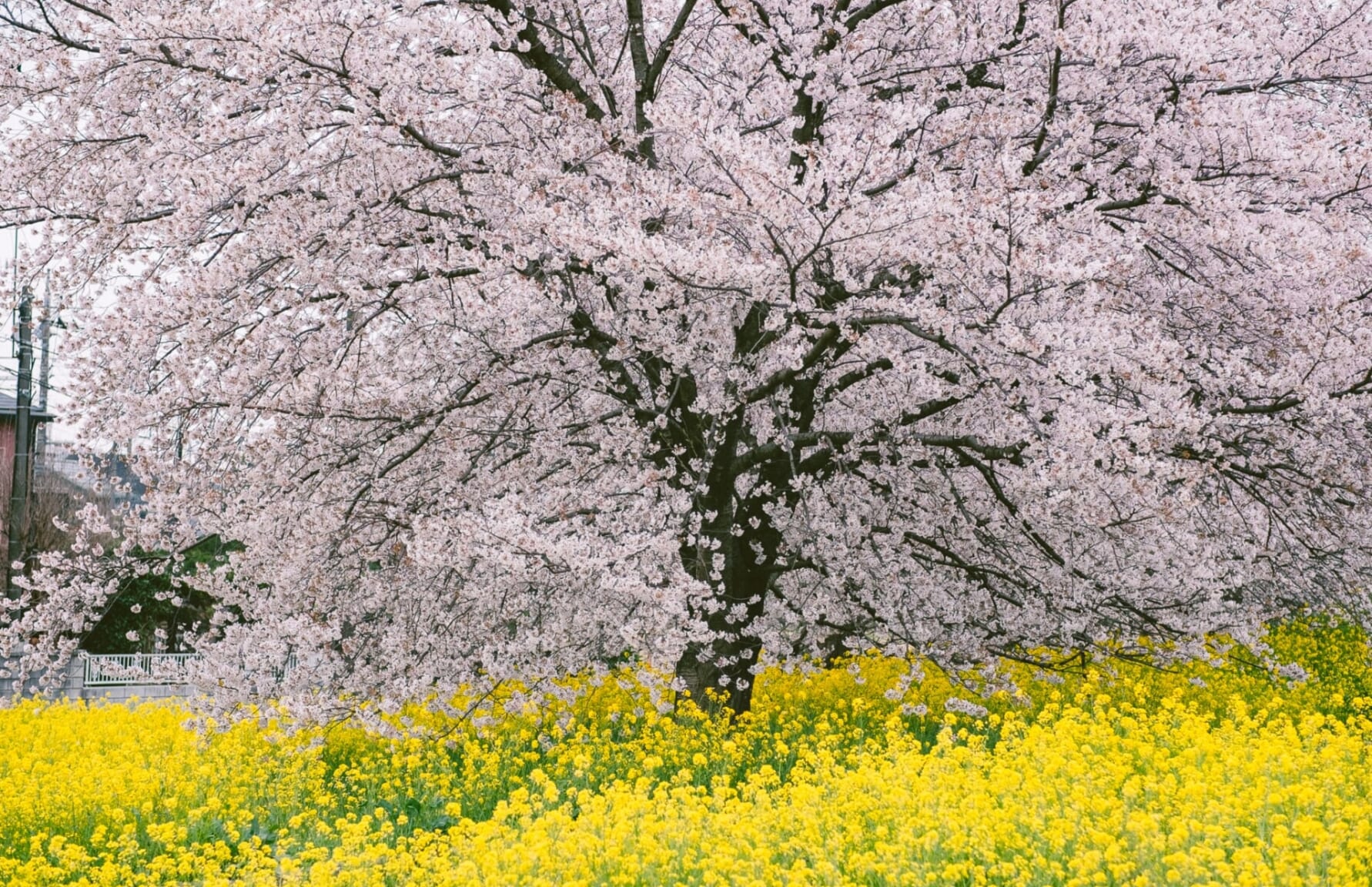 Sakura in Kumagaya Sakura Tsutsumi