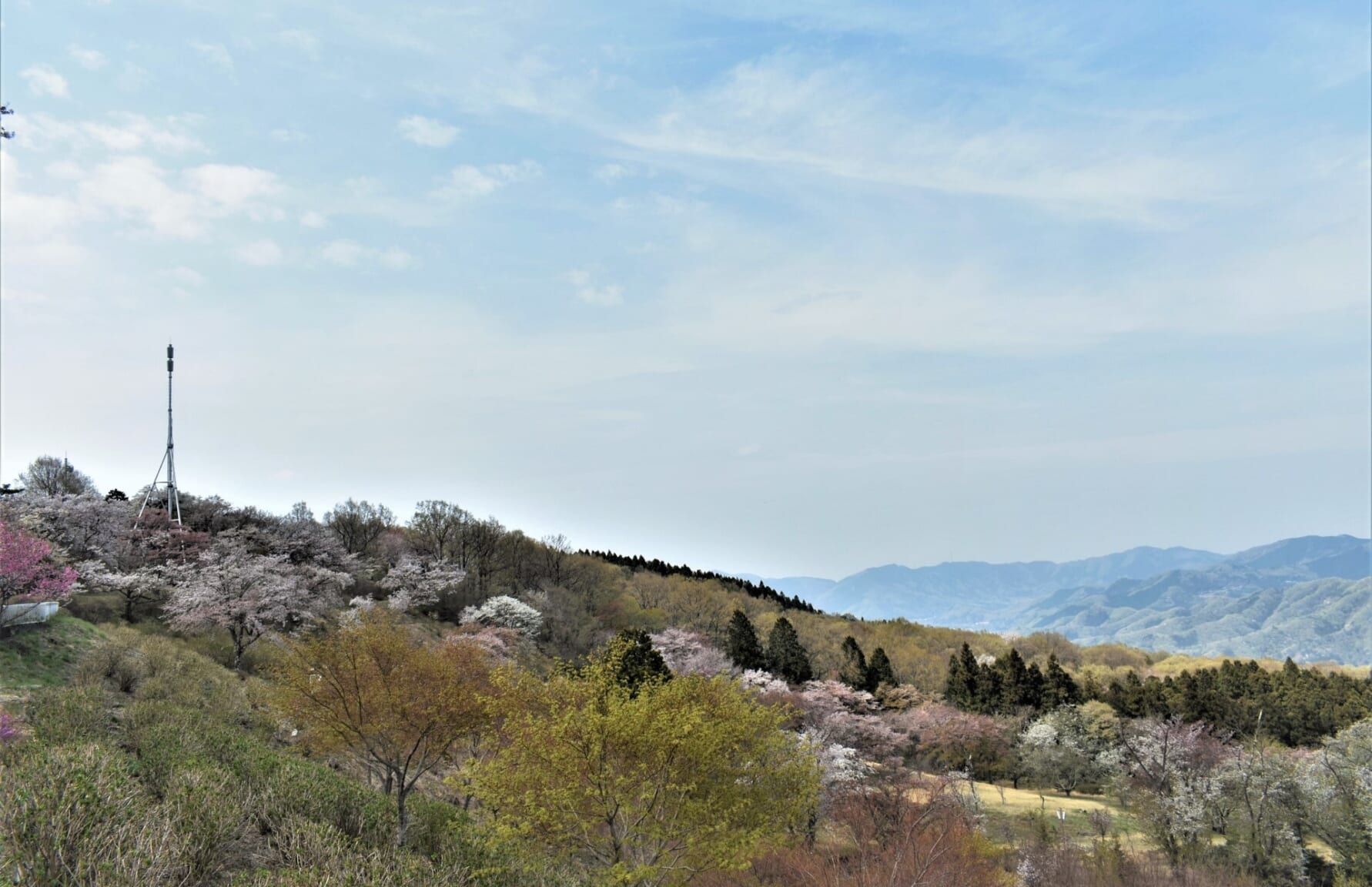 Sakura in Minoyama Park 