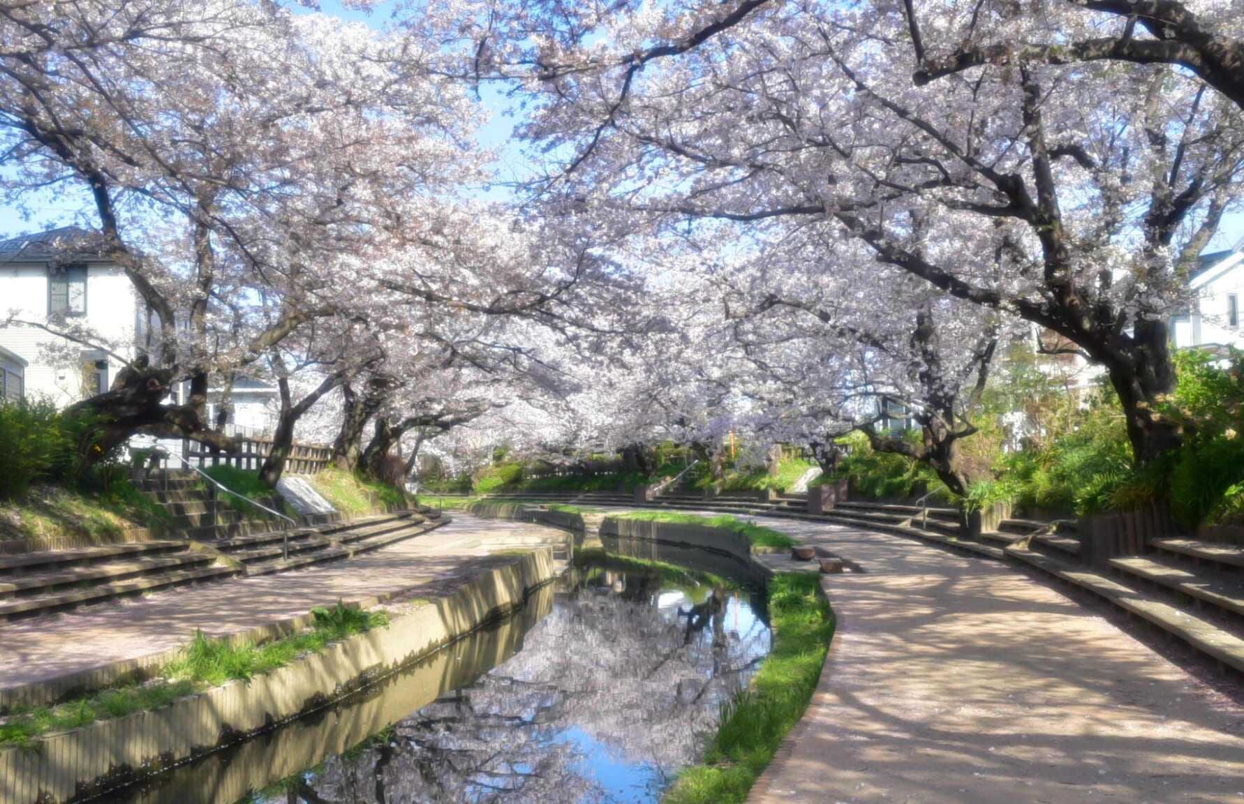 Sakura in Motoara river