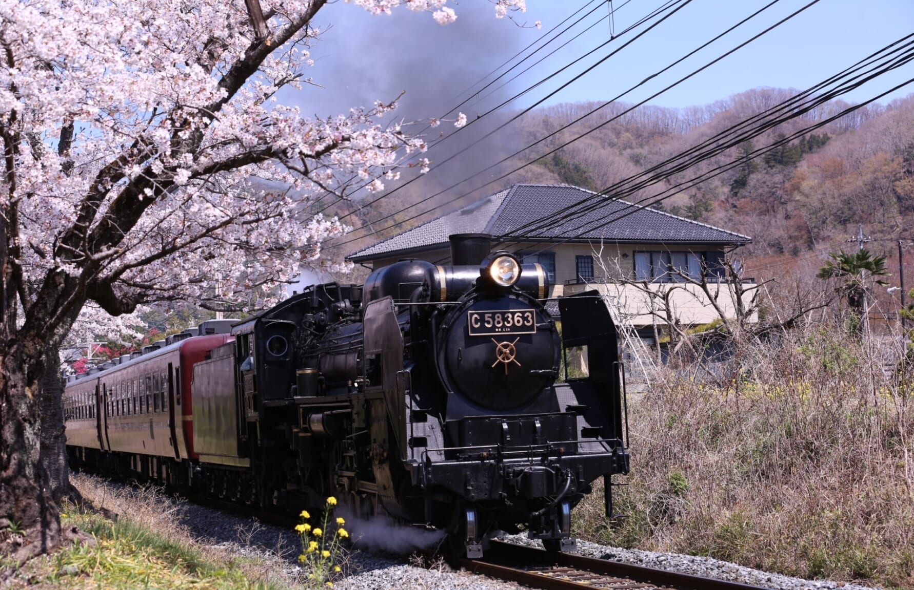 Sakura in Nagatoro Town