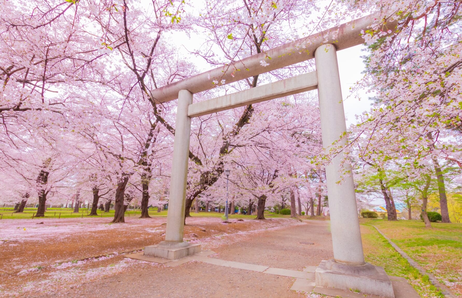 Sakura in Omiya Park