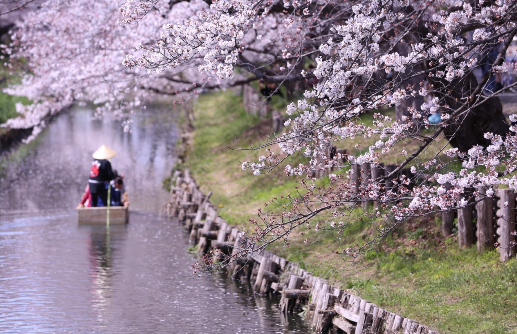 Cherry blossoms along Shingashi River