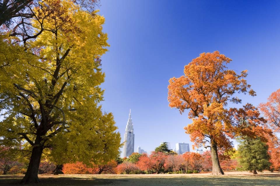 Shinjuku Gyoen (Tokyo)