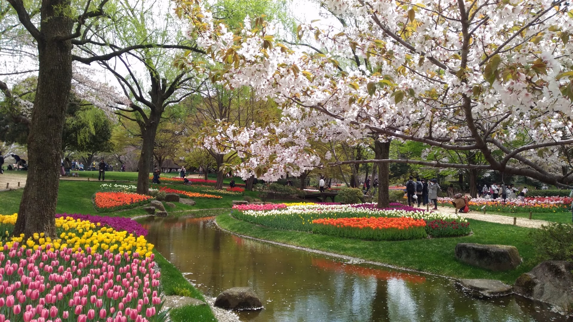 Showa Memorial Park Cherry Blossom