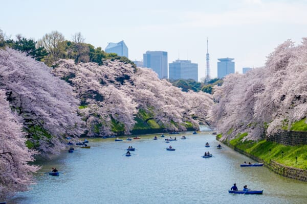 10 Best Places to View Cherry Blossoms in Japan - Japan Web Magazine