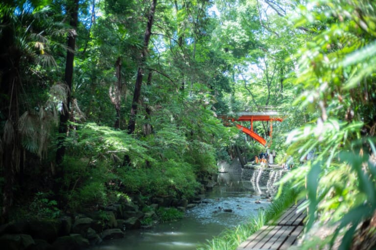 Todoroki Valley: A Secret Nature Spot in Tokyo