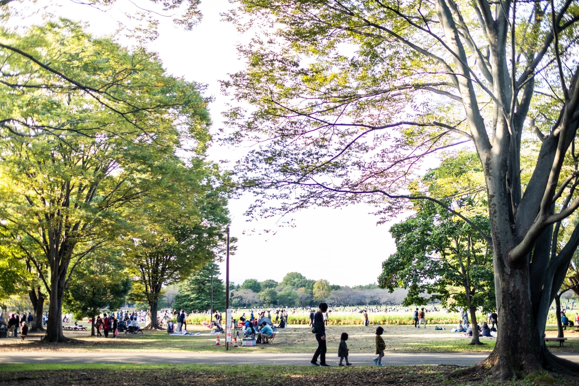 Showa Memorial Park Flower Festival