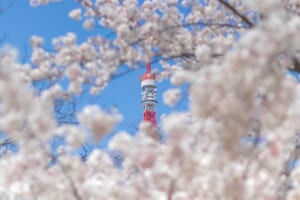 10 Best Events in Tokyo in March