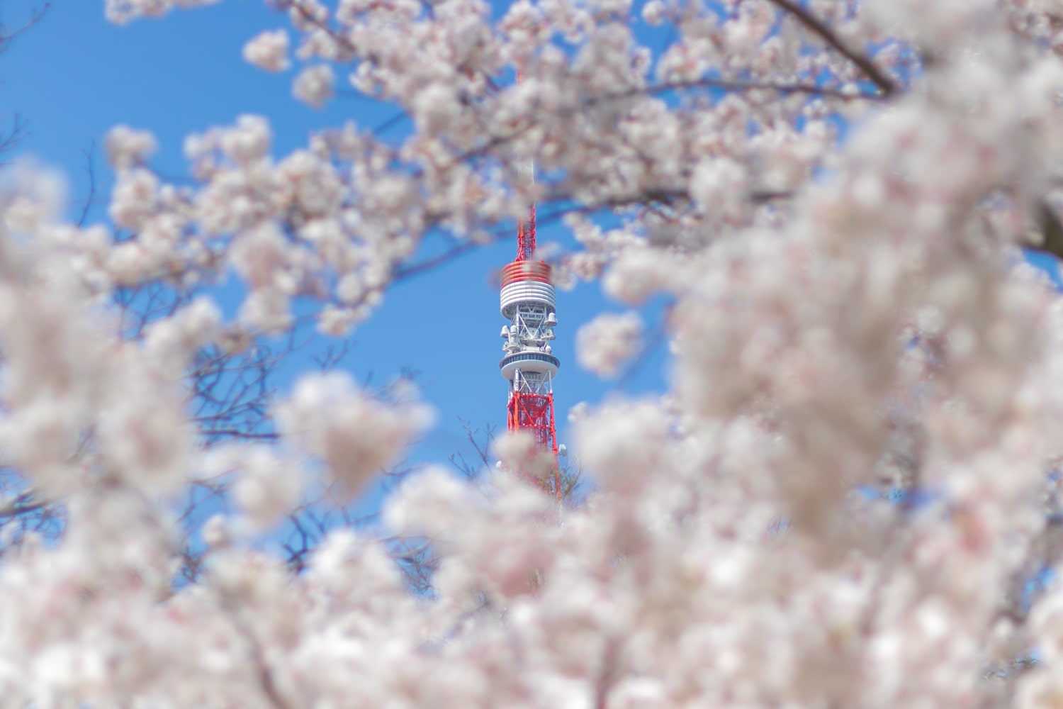 Tokyo Tower and Cherry Blossoms