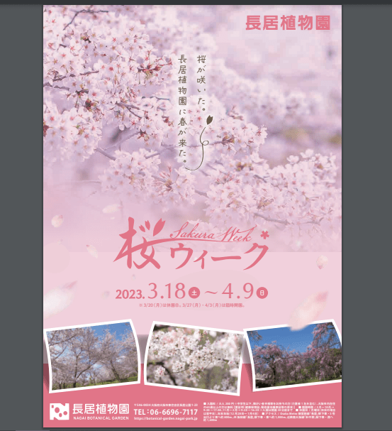 Cherry Blossom Week