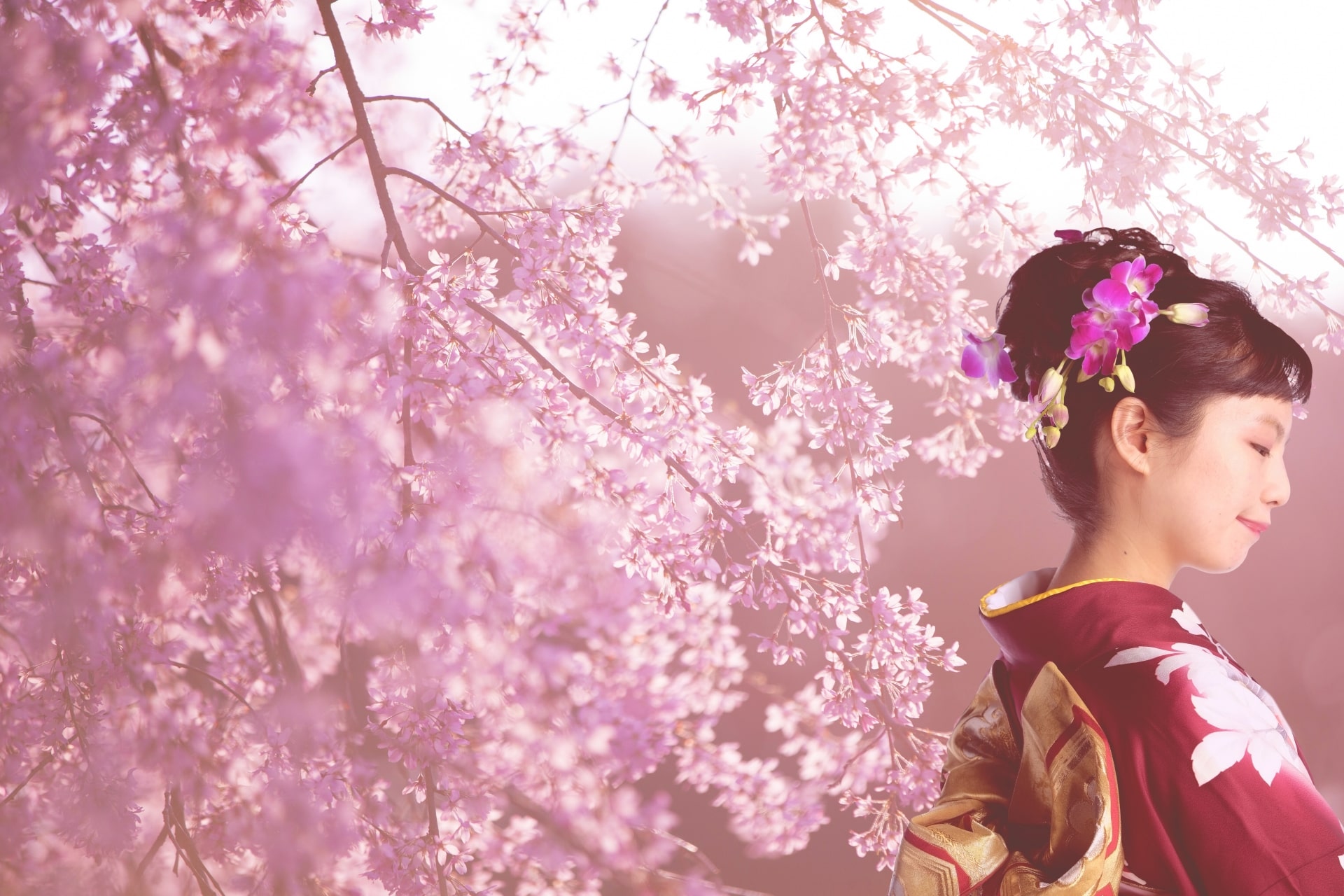 Cherry blossom viewing wearing Kimono