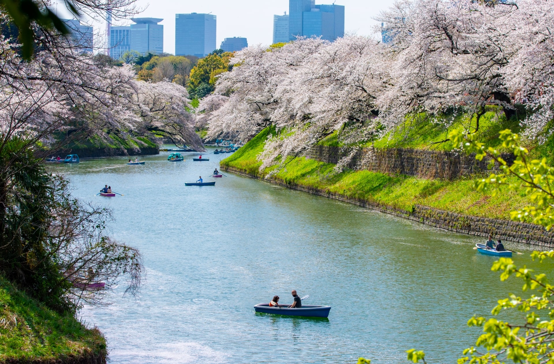 Cherry blossoms at Chidorigafuchi