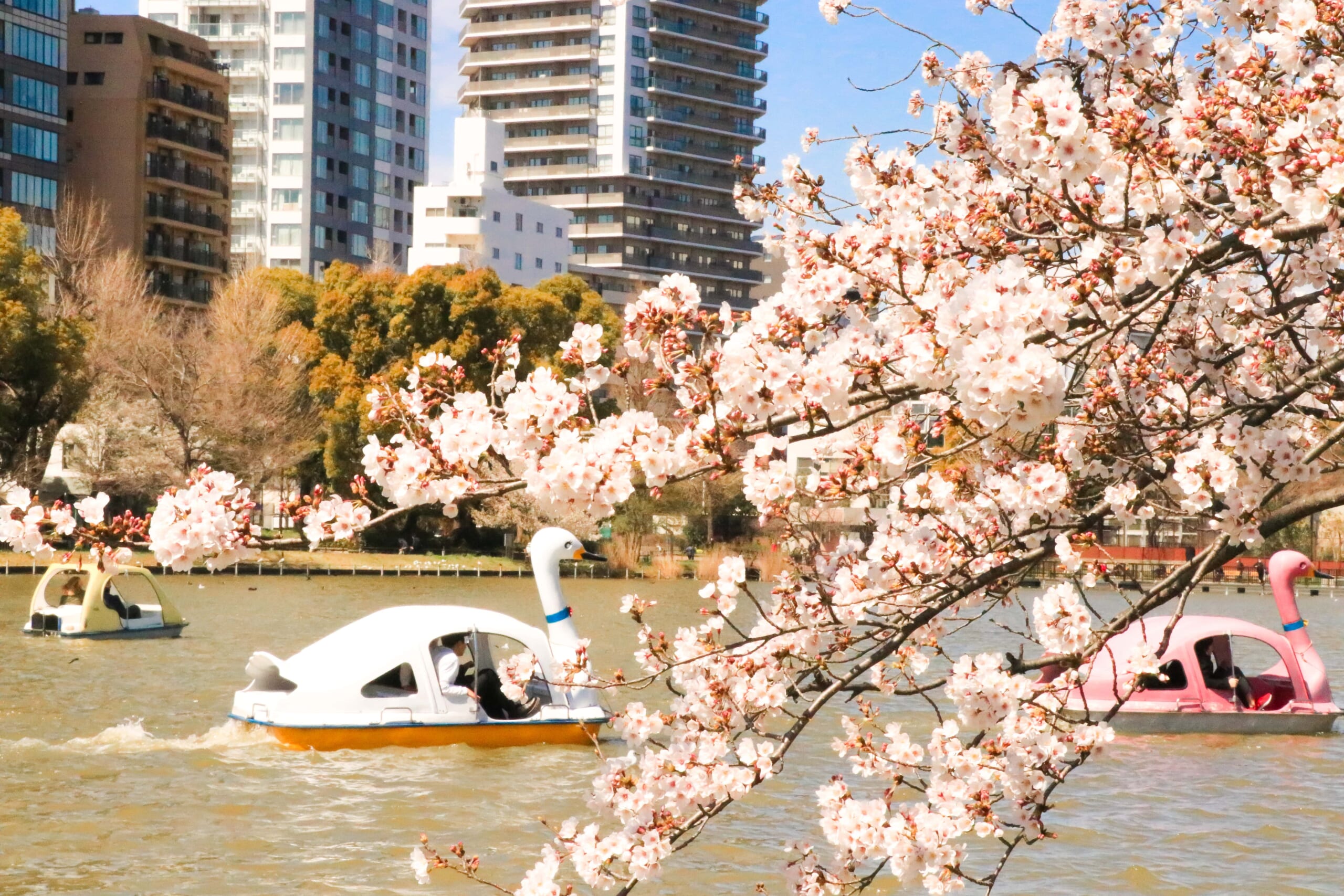 Cherry blossoms at Ueno Park