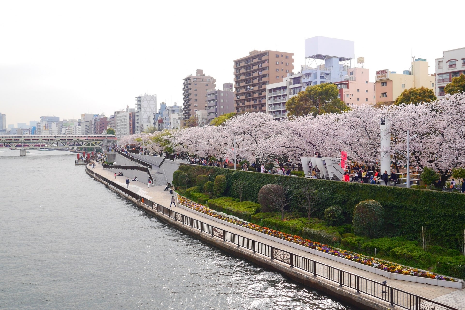 Cherry blossoms in Sumida Park