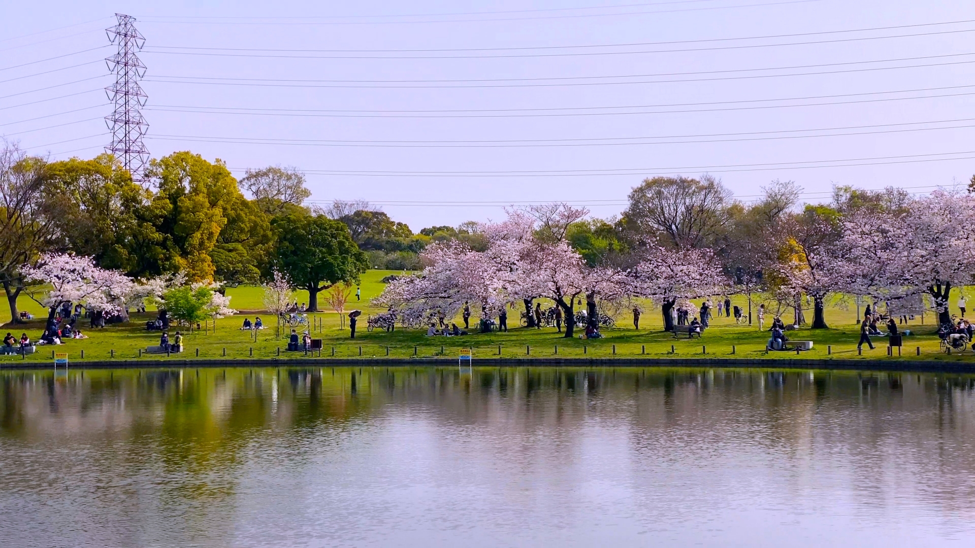 Daisen Park Cherry Blossom