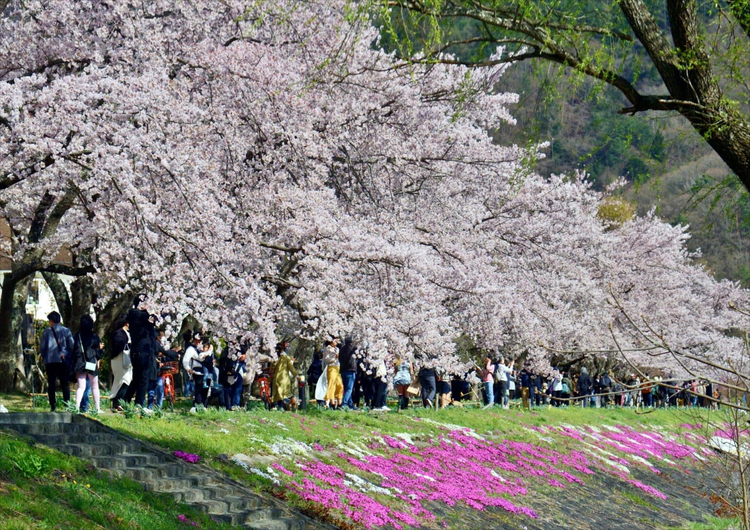 10 Best Events in Japan in April 2024 Japan Web Magazine