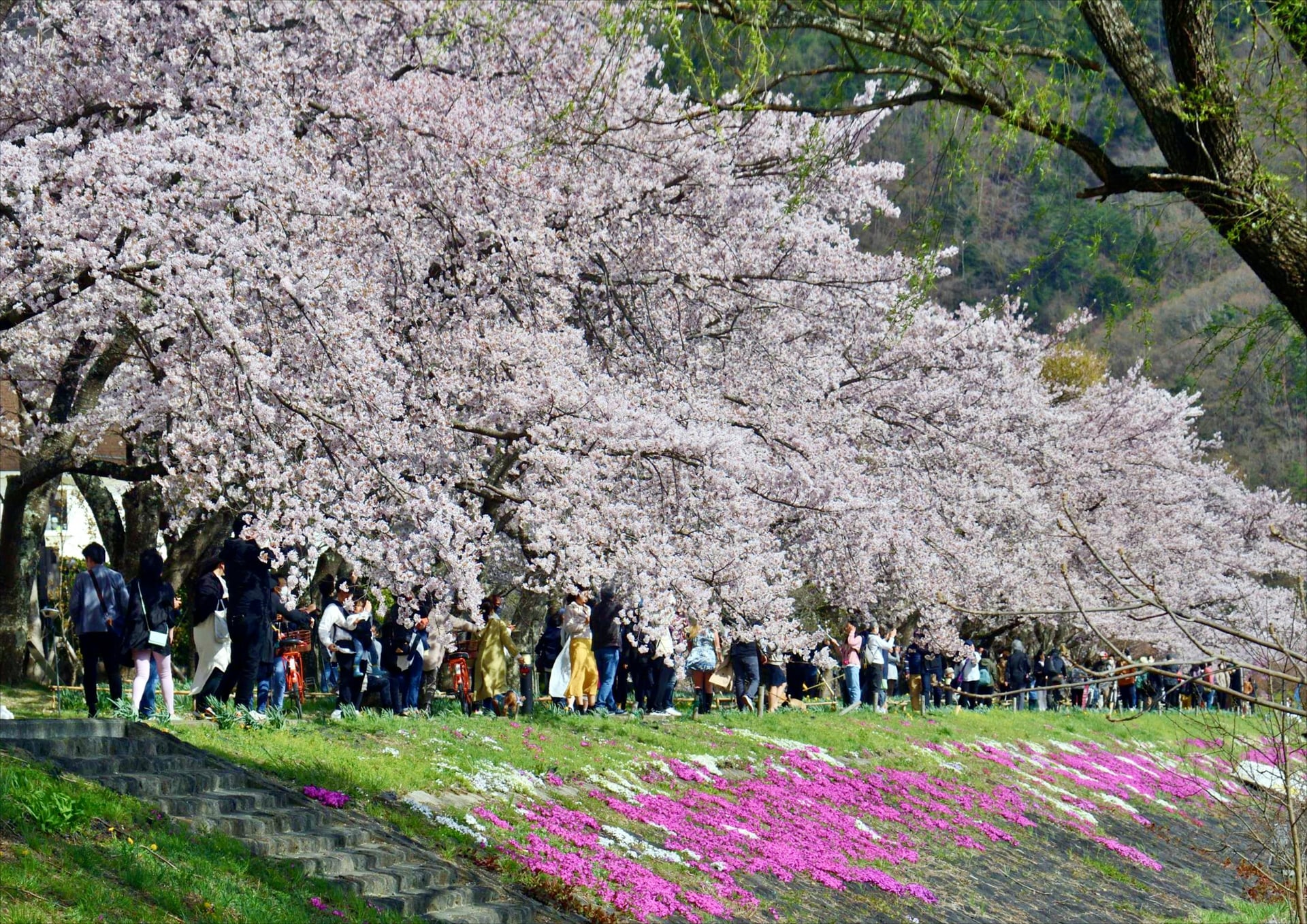 Kawazuzakura Row of cherry blossom trees by the lake