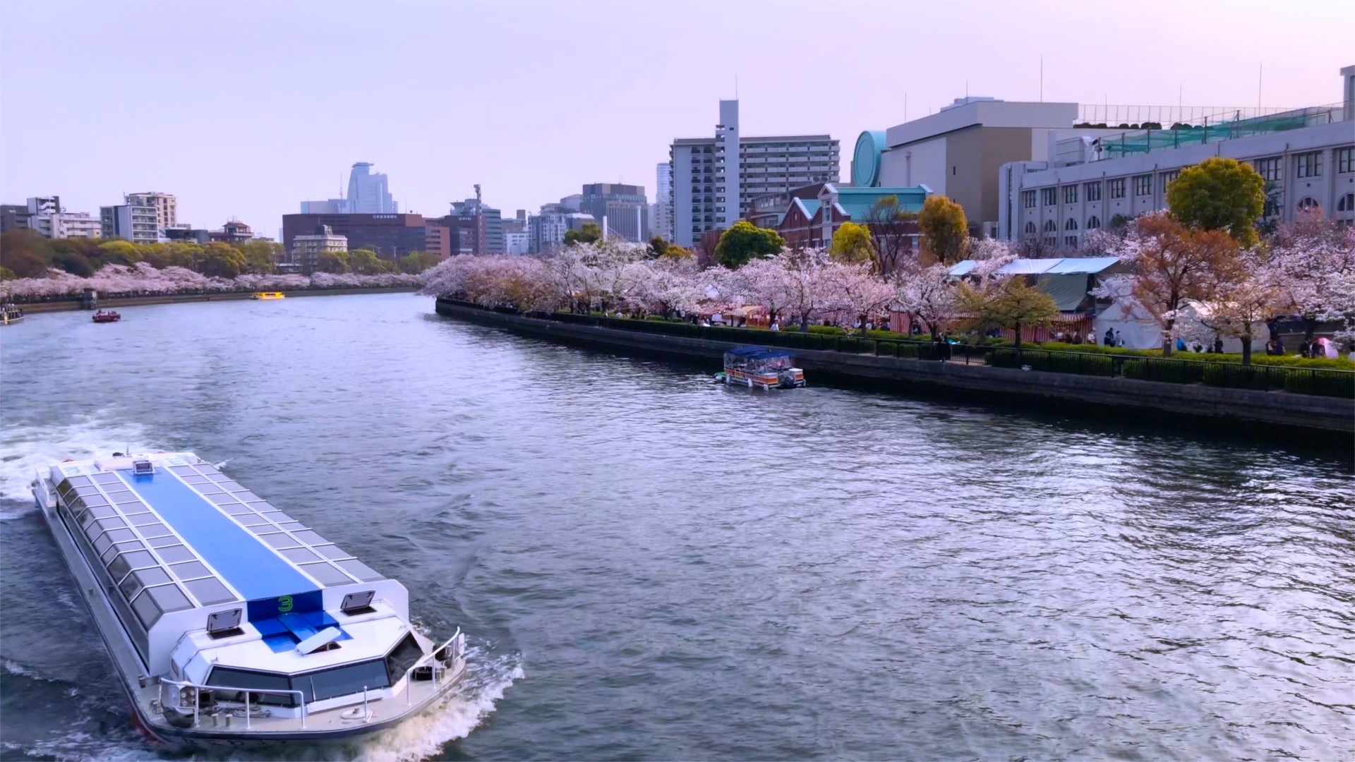 Kema Sakuranomiya Park Cherry Blossom