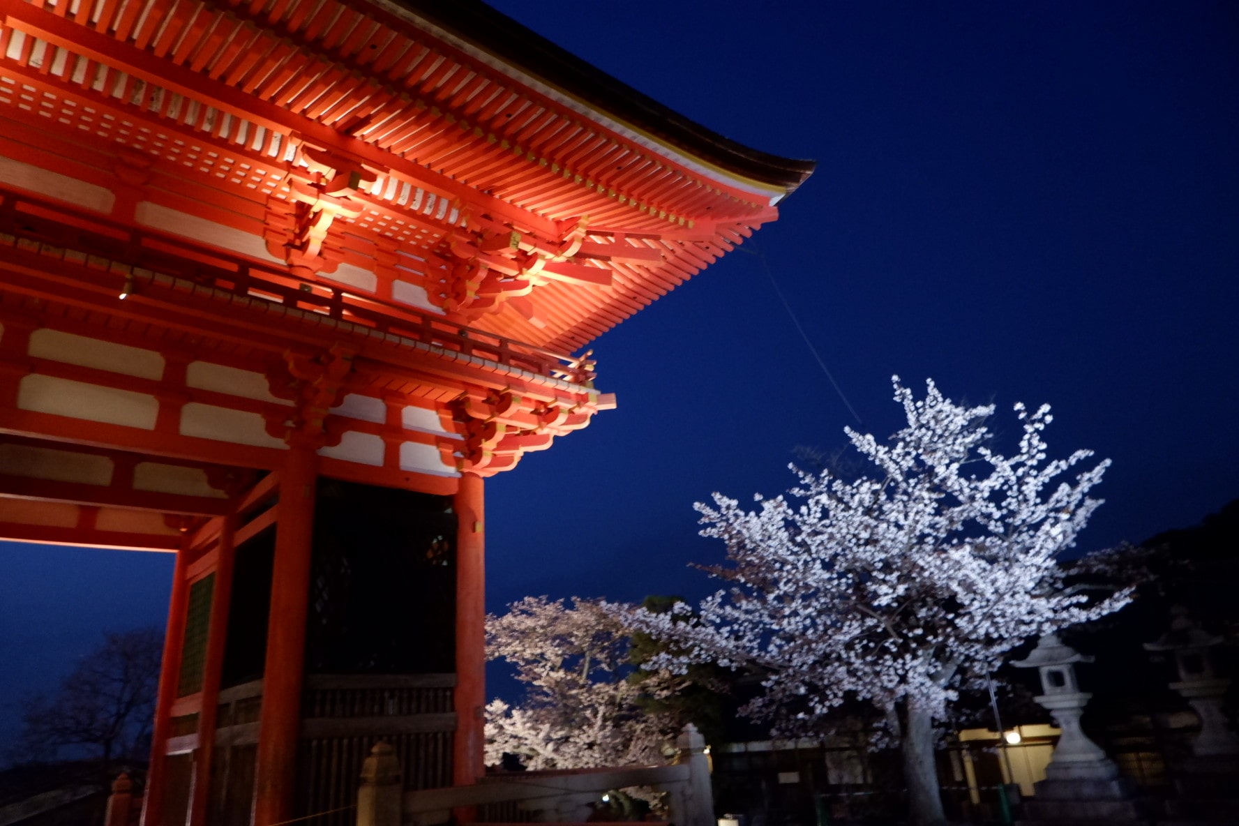 Kiyomizudera Temple cherry blossoms at night