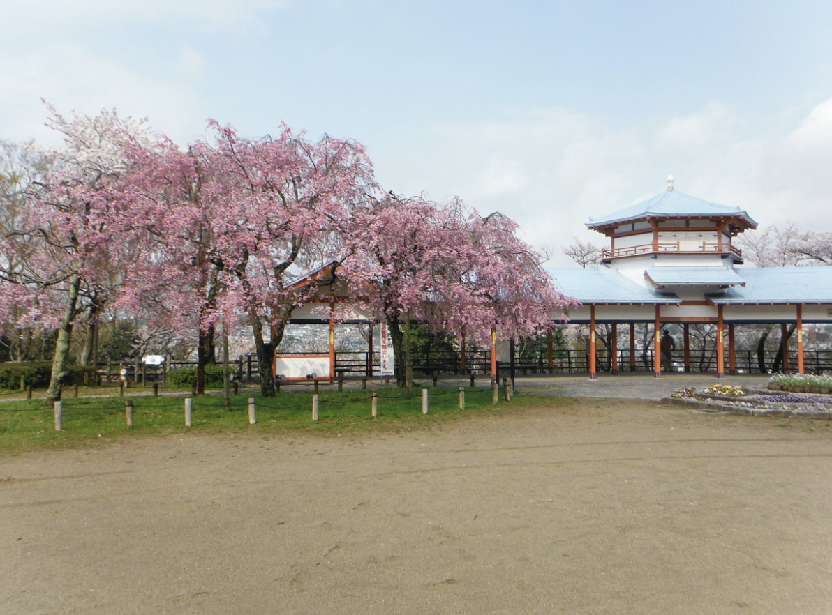 Nagano Park Osaka Cherry Blossom