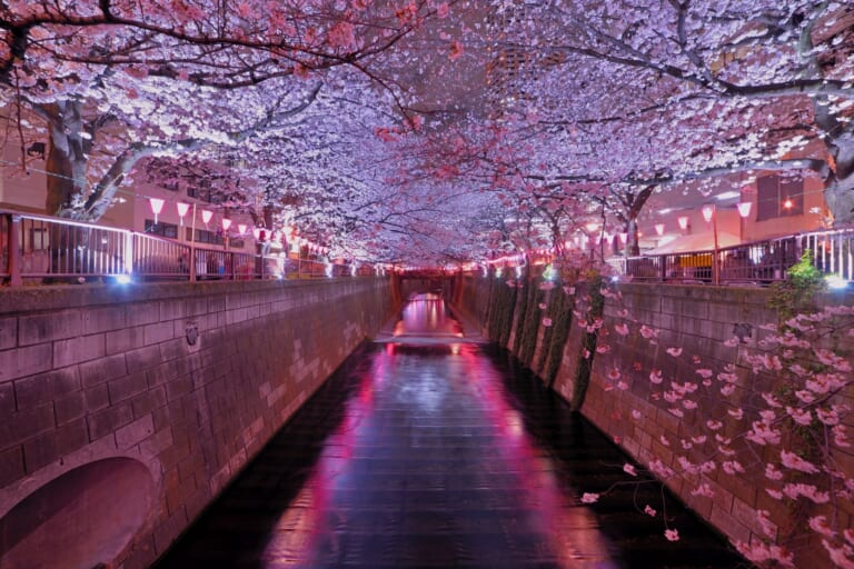 10 Best Events in Tokyo in April 2024 Japan Web Magazine