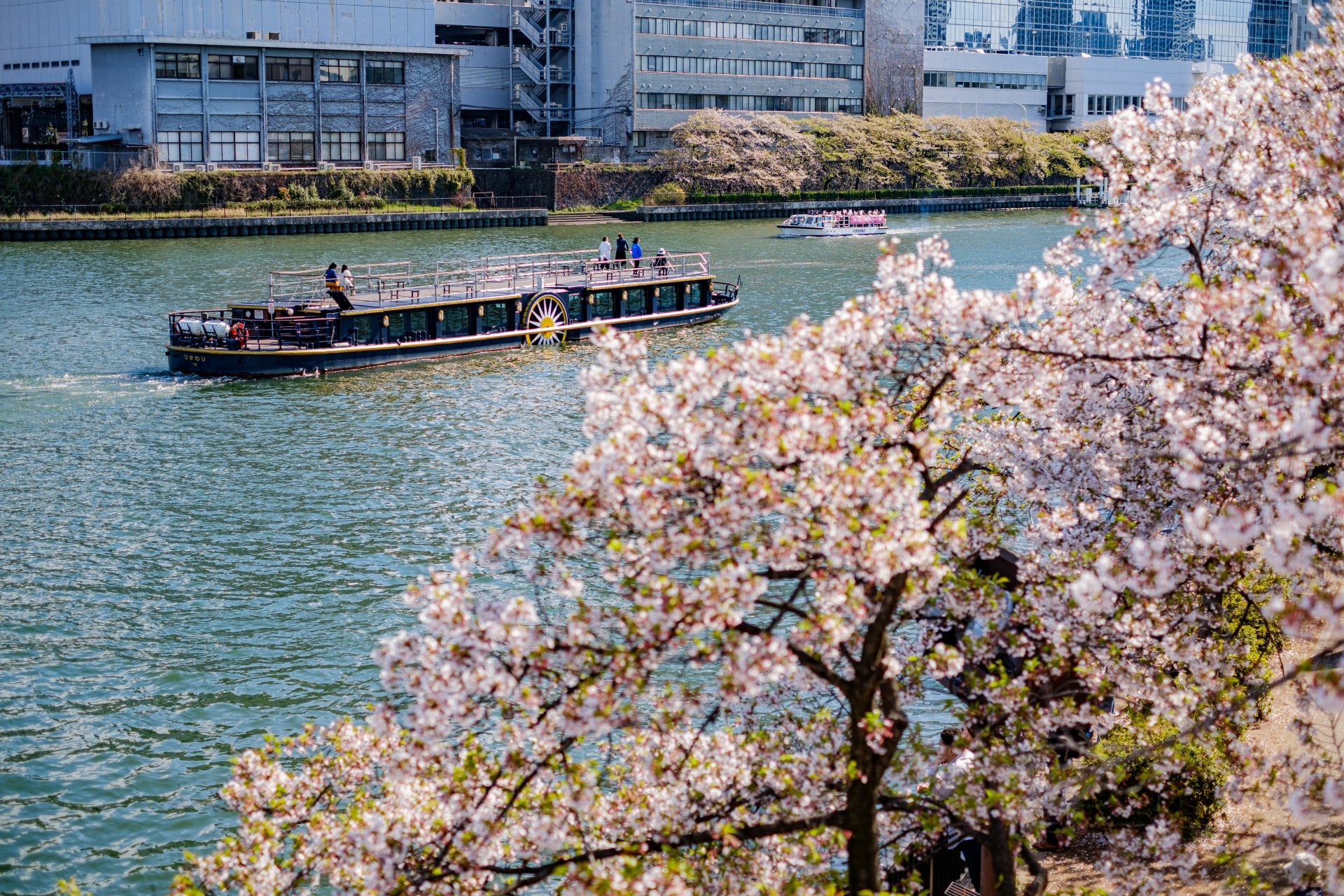 osaka river cruise sakura
