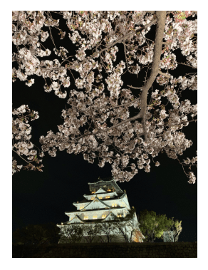Osaka Castle Nishinomaru Garden Cherry Blossom Night 2023