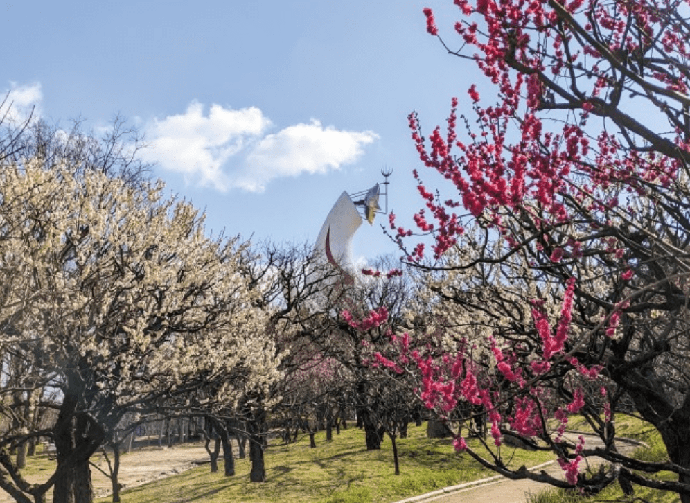 Osaka Expo Park Plum blossoms Festival