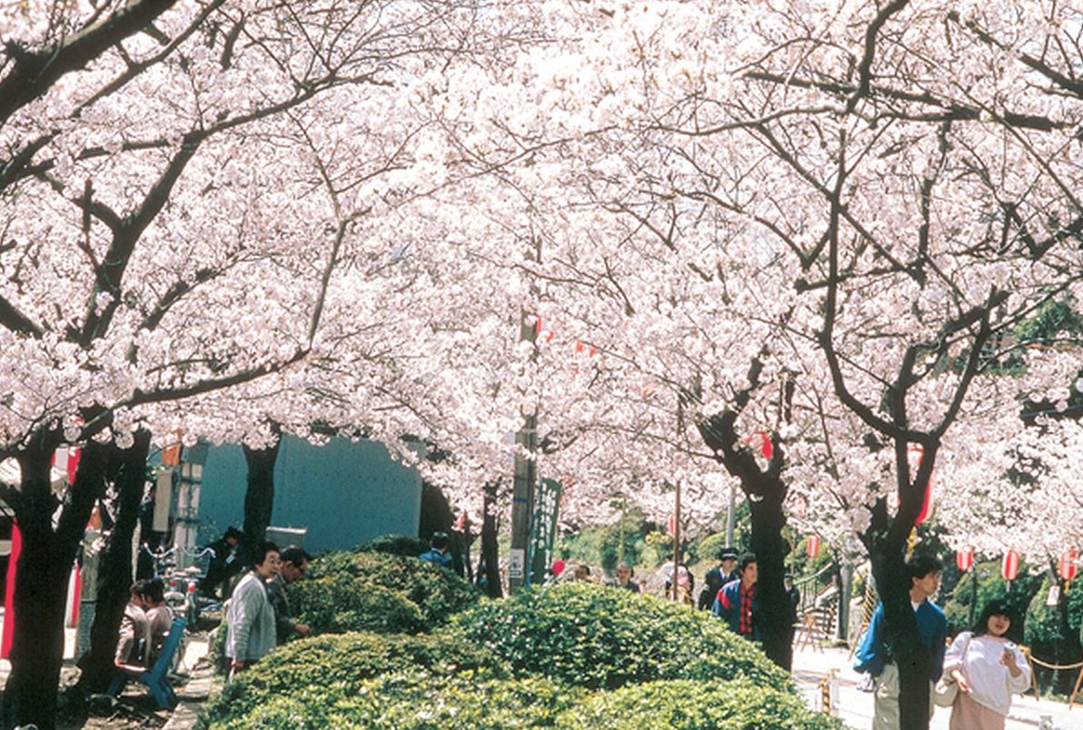 Satsukiyama Park Cherry Blossom