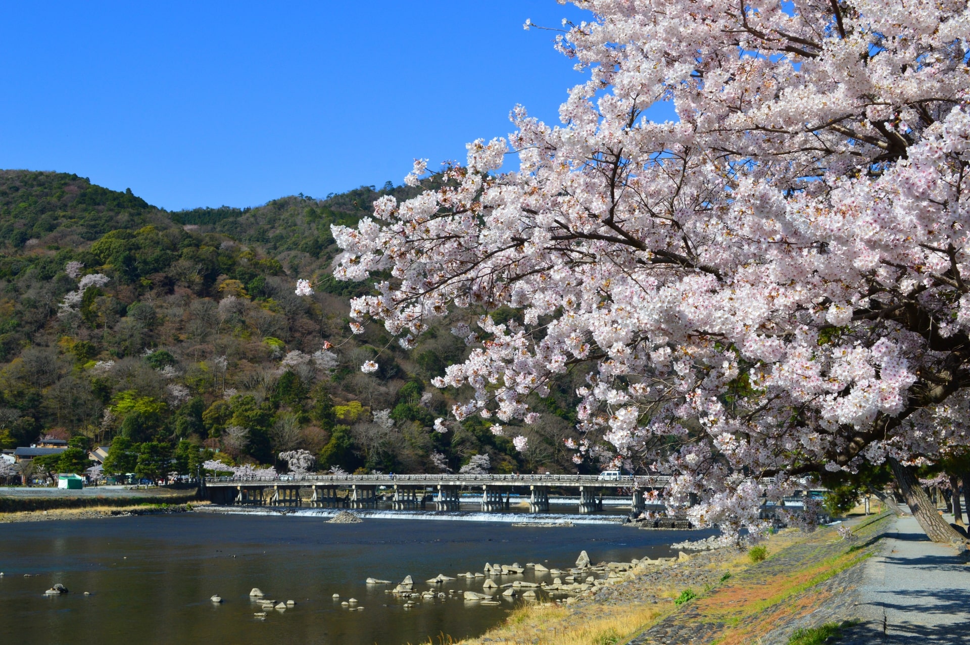 Togetsukyo Bridge and Cherry Bloosom