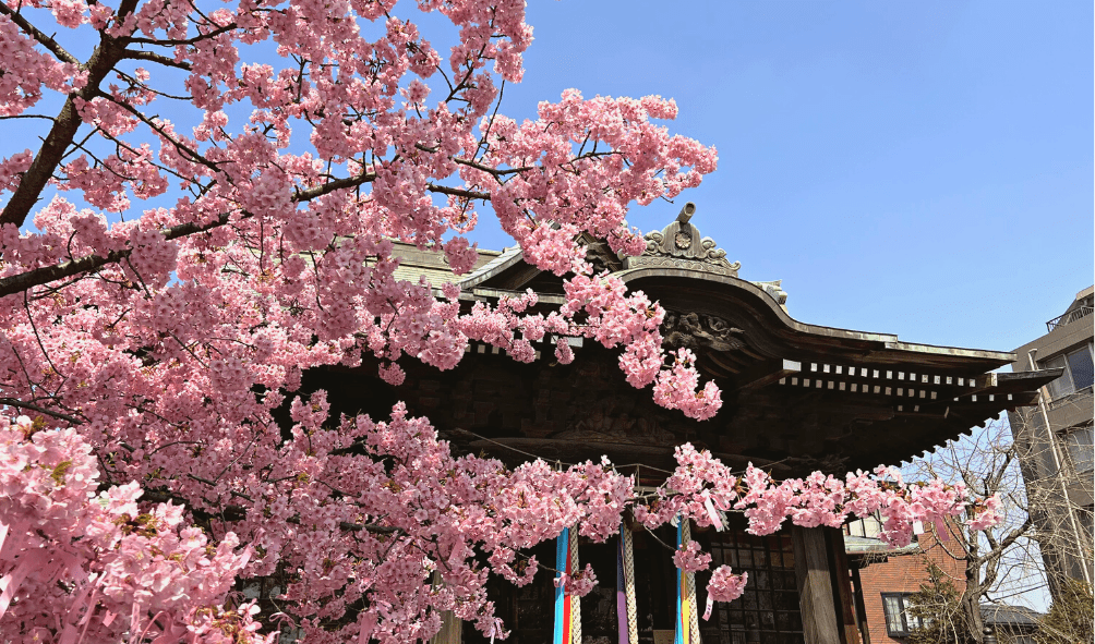 Tokyo Sakura Shrine Cherry Blossom