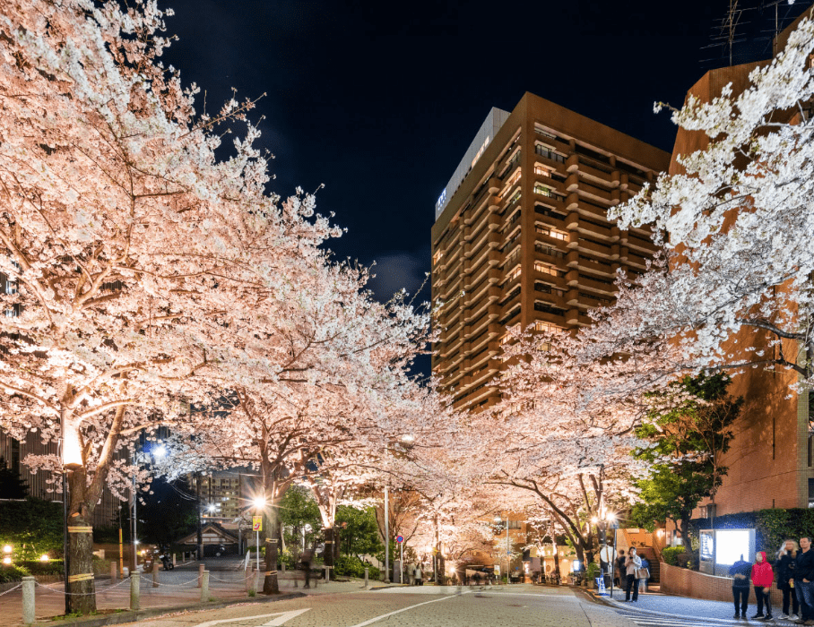 ark hills cherry blossoms