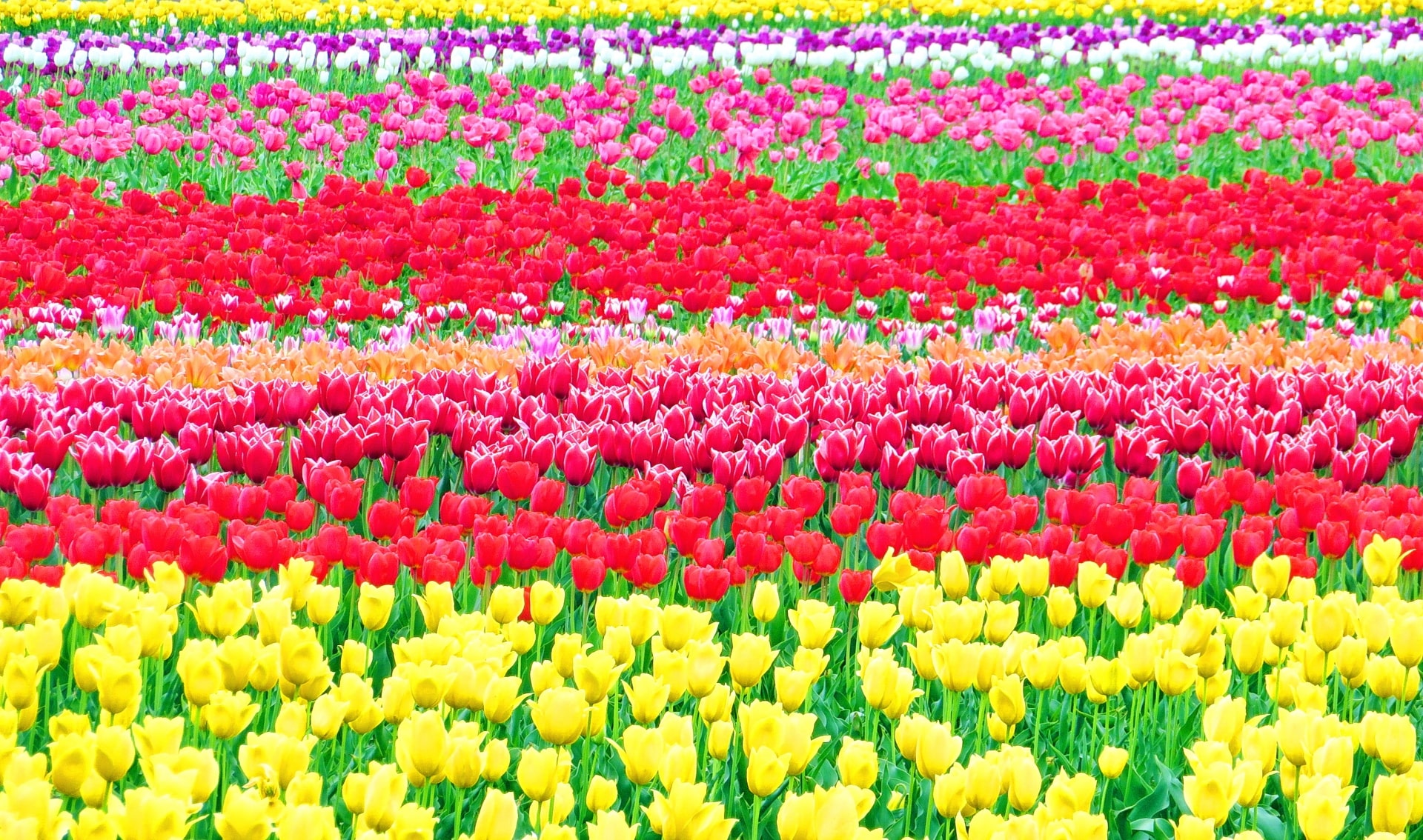 colorful tulip festival