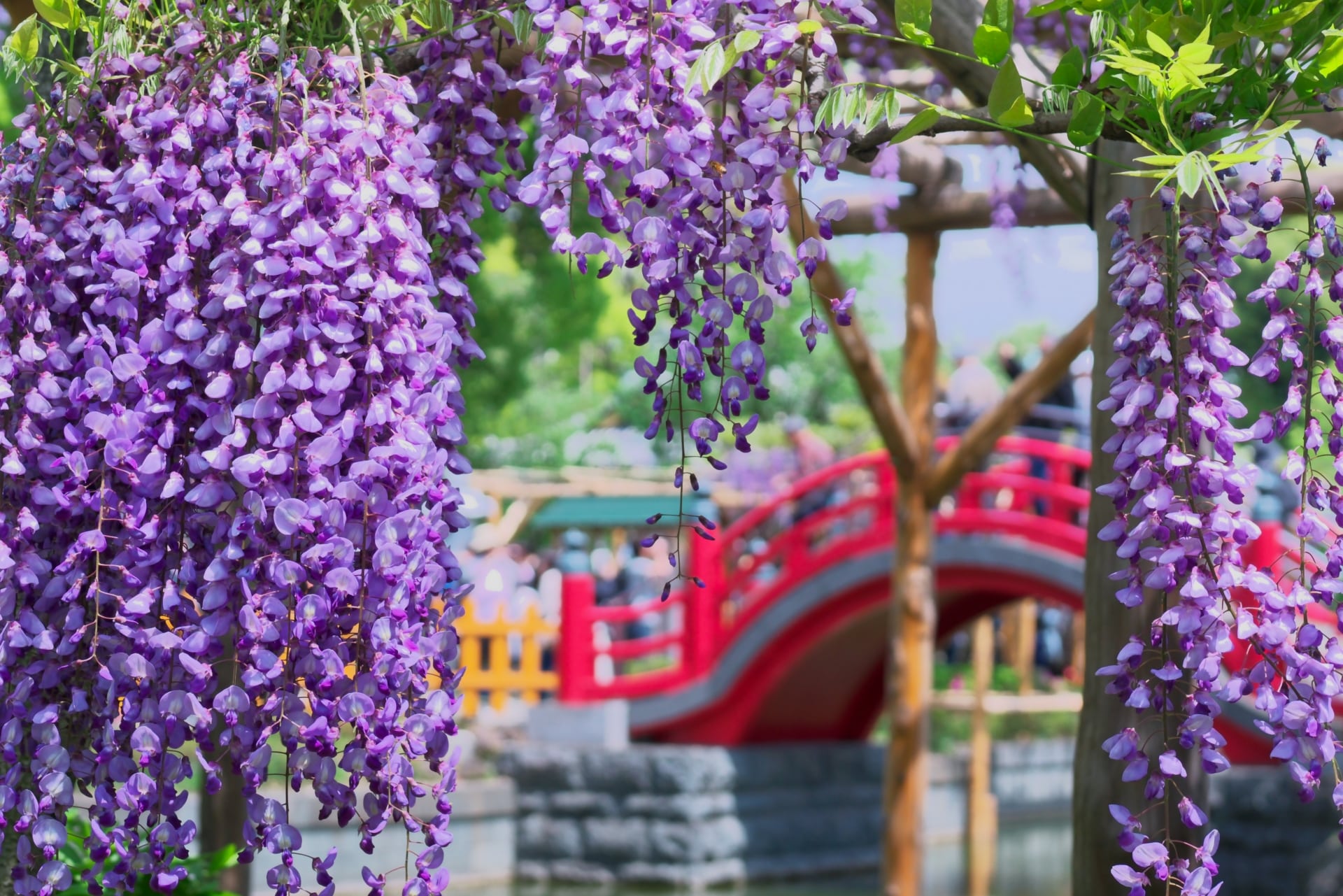 kameido wisteria