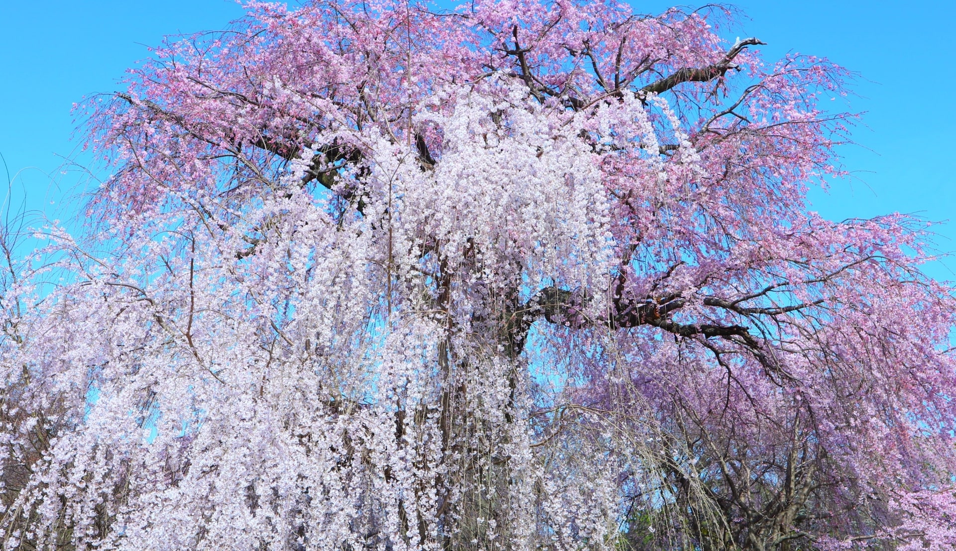 maruyama park