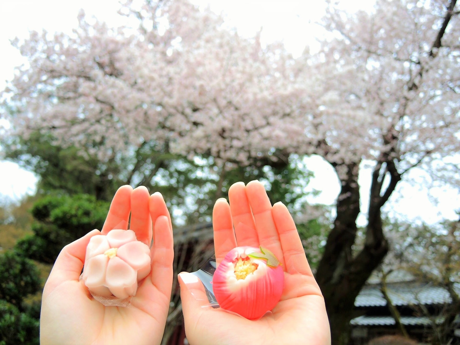 sakura sweets