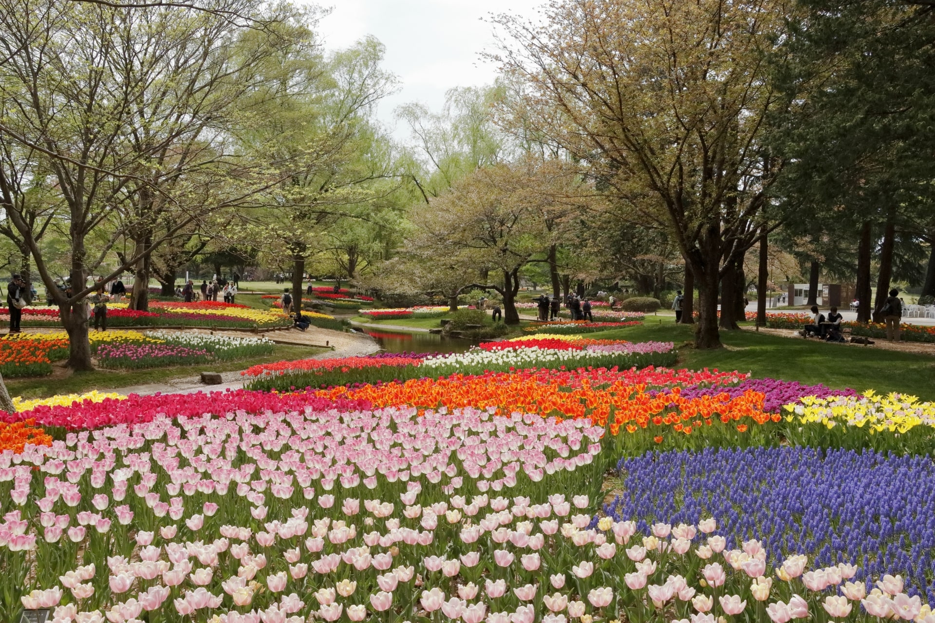 showakinen park tulips