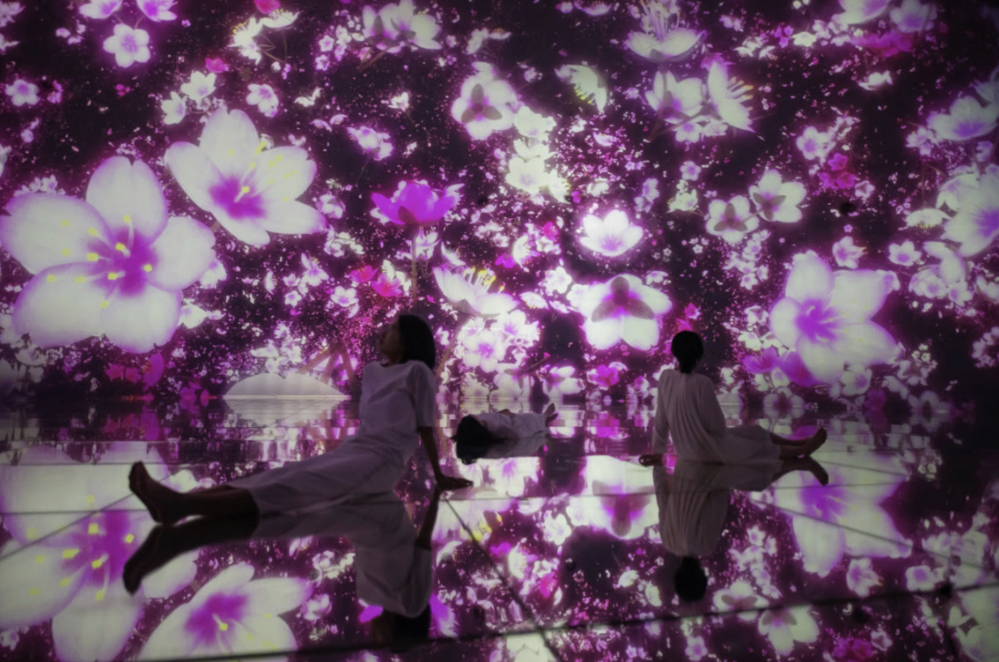 teamLab Cherry Blossomm