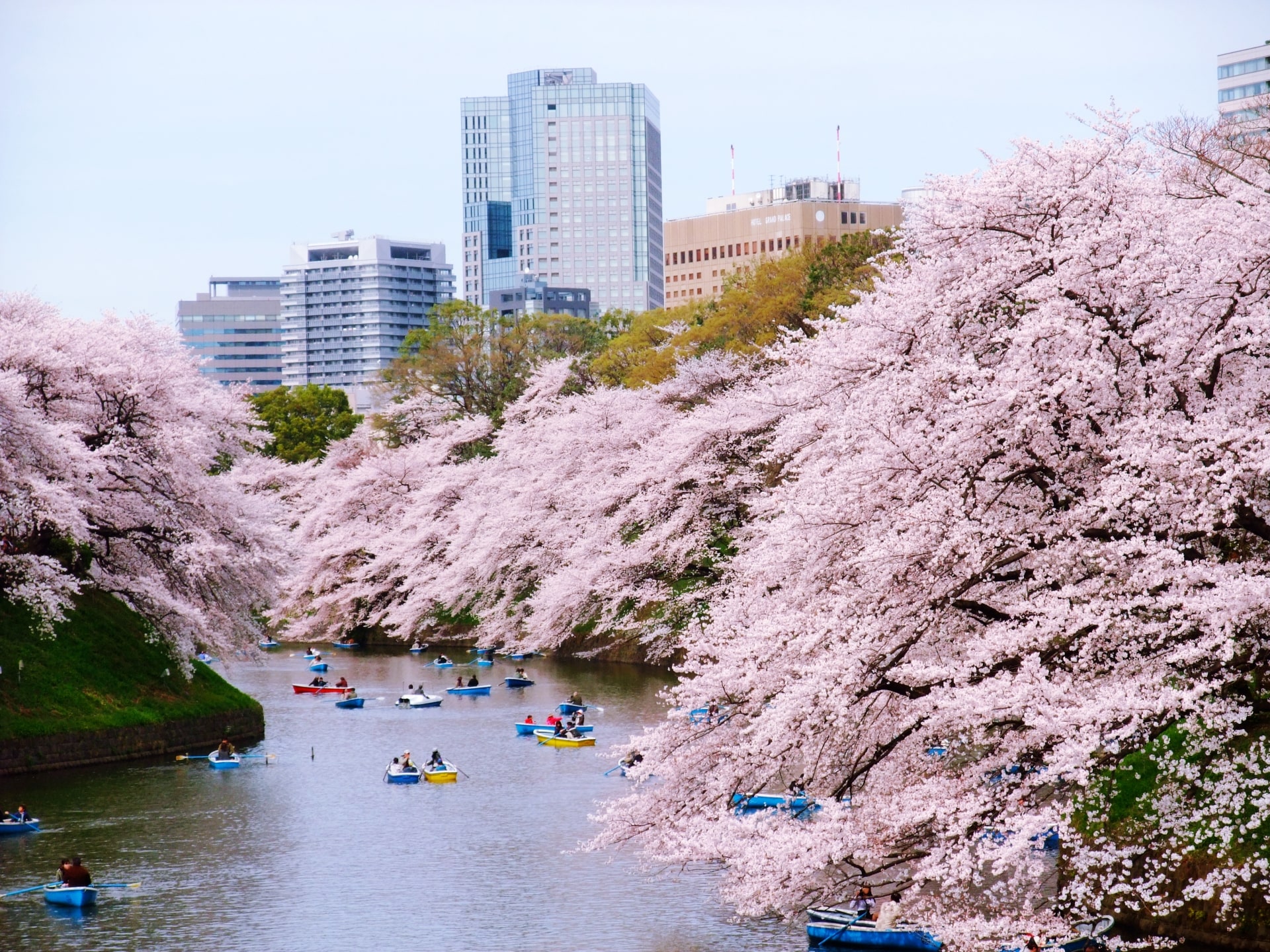 sakura in tokyo