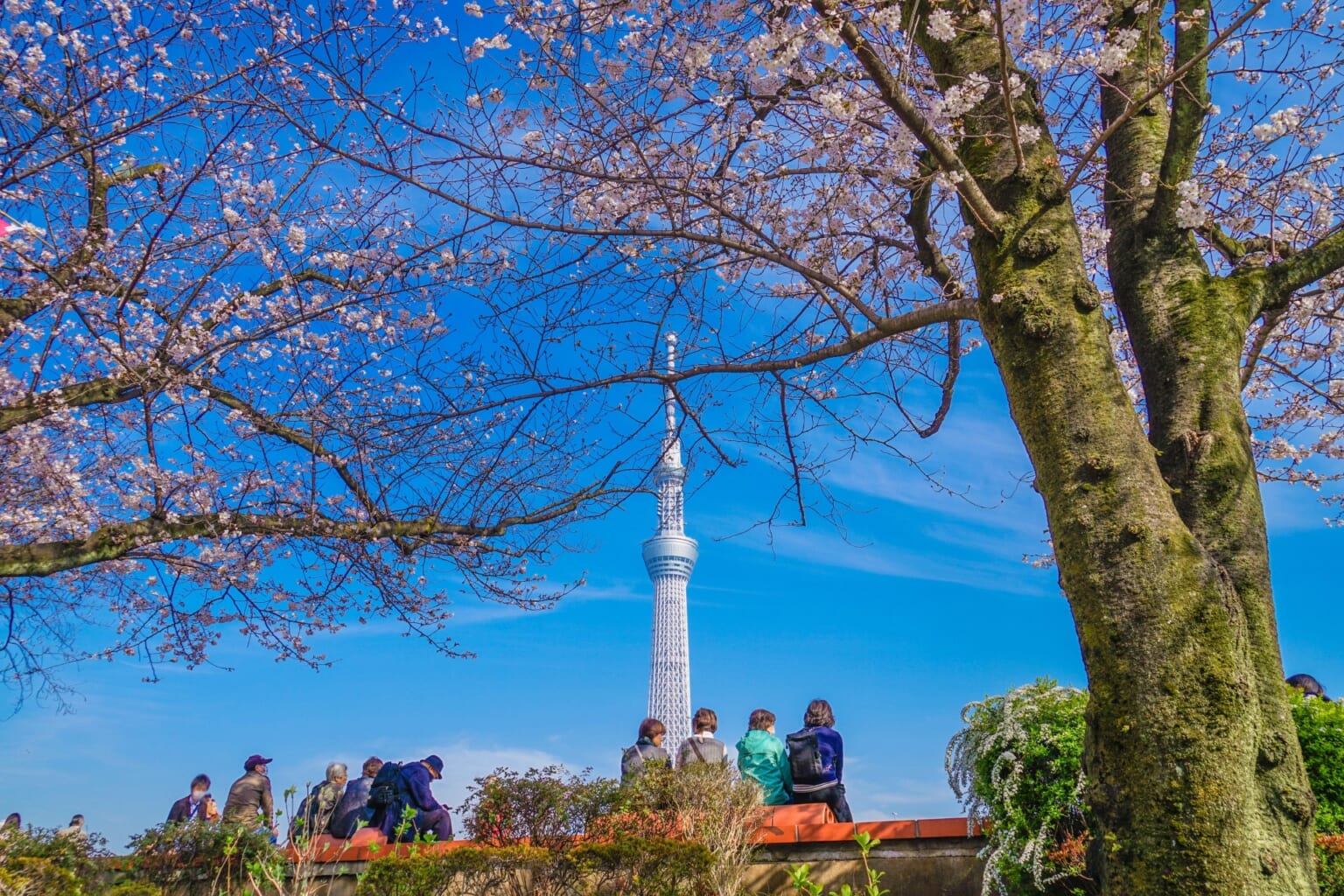 10 Best Things to Do in Tokyo in Spring - Japan Web Magazine