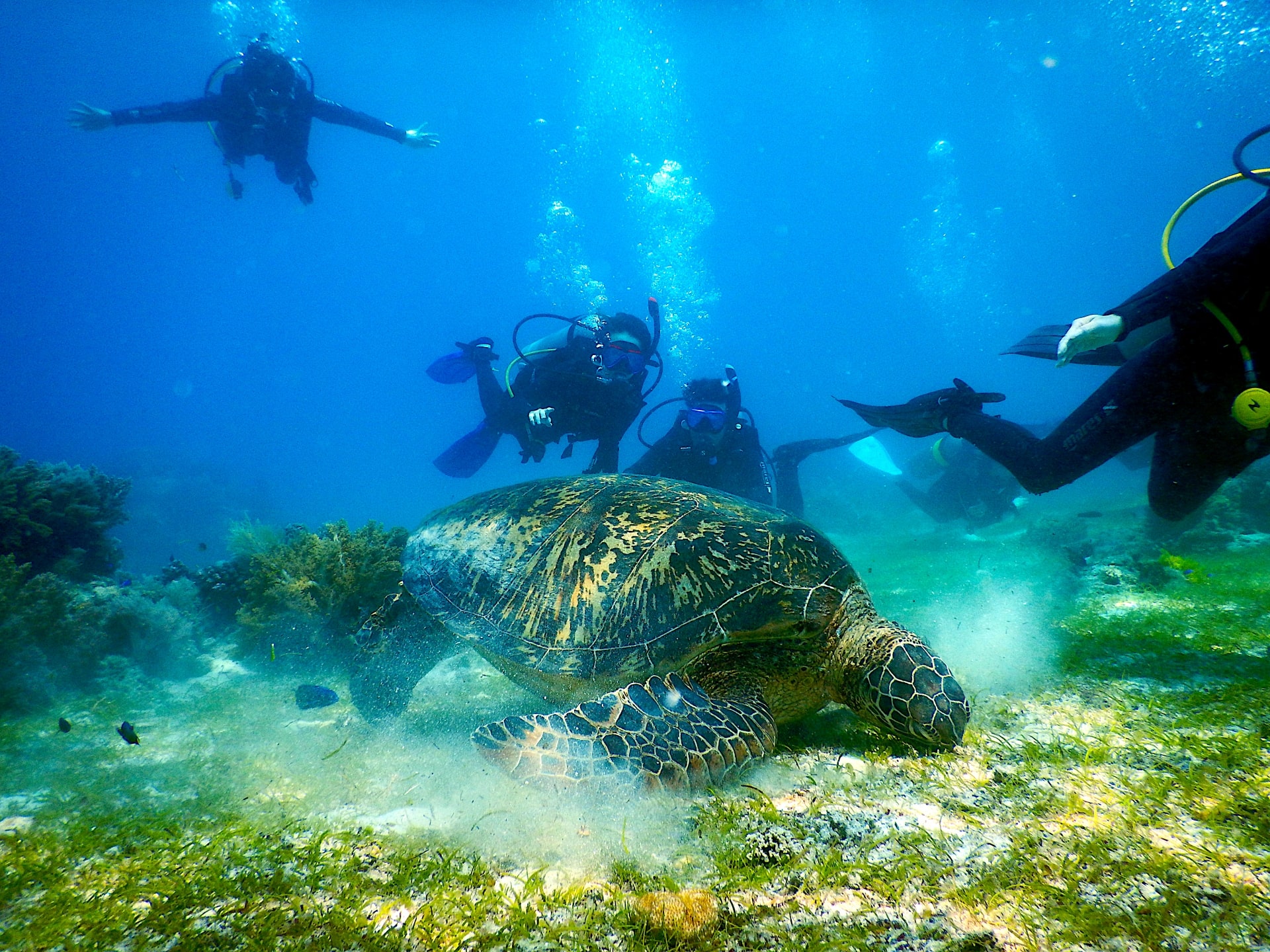 Diving in Malapascua