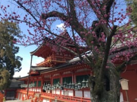 Kasuga Taisha Shrine: a World Heritage Shinto Shrine in Nara